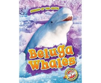Beluga_Whales
